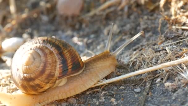 A big grape snail crawls on the ground with a long mustache in the early morning — Stock Footage A big grape snail crawls on the ground with a long mustache in the early morning Royalty Free Stock Footage