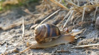 Büyük bir üzüm salyangozu sabahın erken saatlerinde uzun bir bıyıkla yerde sürünür.