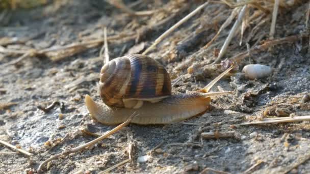 Un gros escargot de raisin rampe sur le sol avec une longue moustache au petit matin — Video