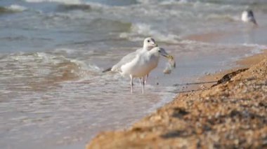 Azov Denizi kıyısında denizanası yiyen komik martılar.