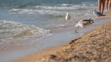 Azov Denizi kıyısında denizanası yiyen komik martılar.