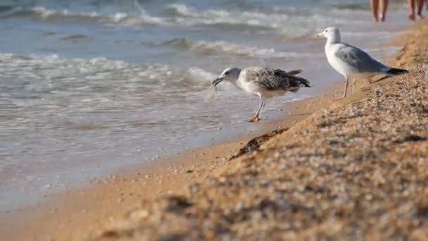 Funny seagulls eating jellyfish on the shore of the Azov Sea — Stock Footage Funny seagulls eating jellyfish on the shore of the Azov Sea Stock Footage