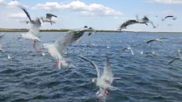 De nombreux cormorans blancs ou goélands marins mangent leur nourriture dans la mer ou le lac à la volée. Troupeau d'oiseaux marins — Video