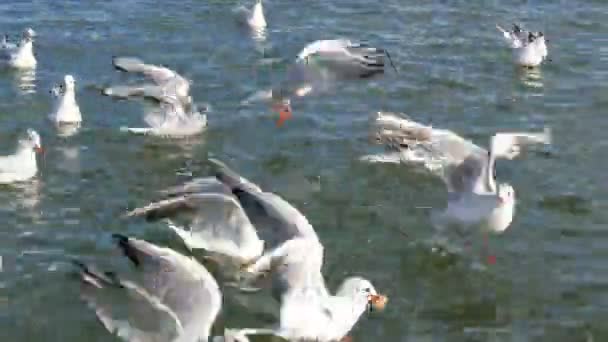 De nombreux cormorans blancs ou goélands marins mangent de la nourriture à la volée à la mer ou au lac — Video