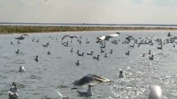 De nombreux cormorans blancs ou goélands marins mangent de la nourriture à la volée à la mer ou au lac — Video