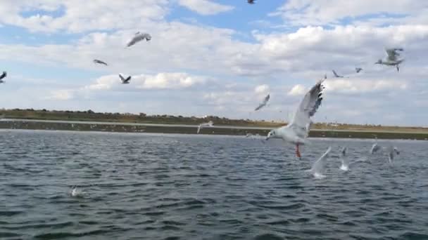 Muitos corvos-marinhos brancos ou gaivotas-do-mar comem a sua comida no mar ou lago. Rebanho de aves marinhas — Vídeo de Stock