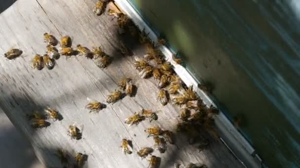 Bees fly out and fly into a flat-shaped entrance with a metal plate of a wooden vintage beehive in an apiary close-up view. Bee house top view — Stock Video