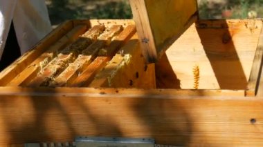Bir erkek arı yetiştiricisi bal olmayan bir çerçeveyi bal toplamak için arı kovanına koyar.
