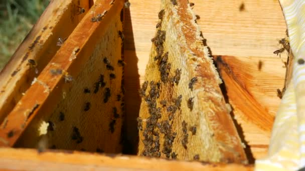 Die männlichen Hände des Imkers nehmen ein Gestell mit Waben mit zukünftigen Honig und Bienen aus dem Bienenstock. Honigproduktion — Stockvideo