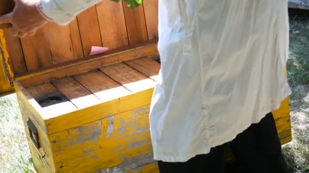 养蜂人的手从蜂箱里拿出一个装有蜂窝的框架，里面装着未来的蜂蜜和蜜蜂。蜂蜜生产 — 图库视频影像
