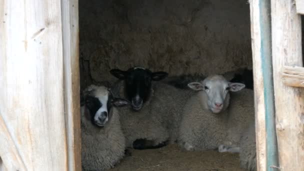 Köydeki eski bir otlak ambarında kıyılmamış beyaz koyun sürüsü. Siyah beyaz ağızlık takan komik koyunlar. — Stok video