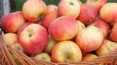 Sonbahar fuarında güzel kırmızı elmalarla dolu sepet