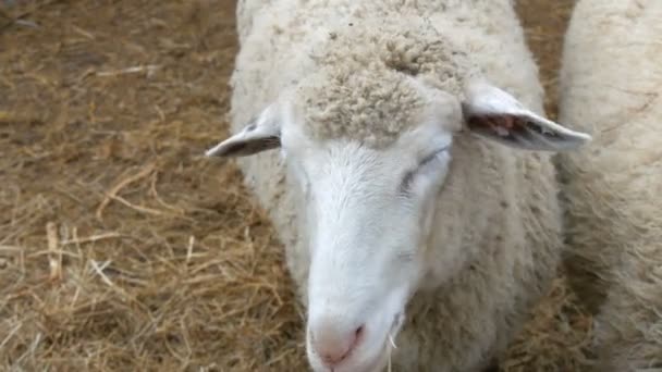 Pequeño rebaño de ovejas blancas intactas Comiendo heno de un comedero en una granja en el pueblo. Funny oveja con bozales en blanco y negro mirando a la cámara — Vídeo de stock