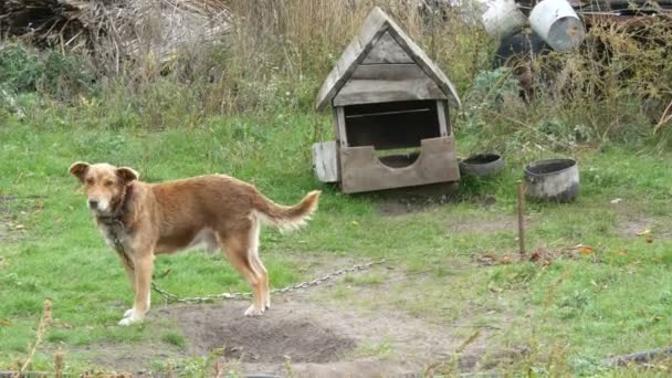 Дворовая собака красного цвета на цепи на фоне старой деревянной конуры в сельском дворе — стоковое видео