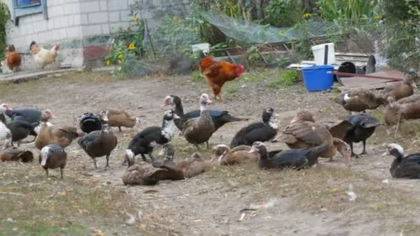Una gran bandada de patos domésticos pastan en el patio de una casa en el pueblo, con gallos y gallinas caminando en el fondo. Aves agrícolas — Vídeo de stock
