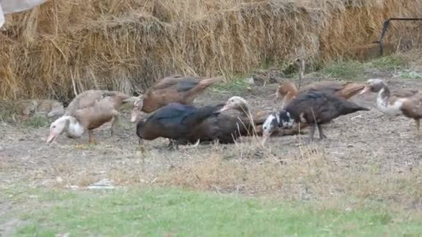 Les canards mangent du sol sur le fond de foin. Un grand troupeau de canards domestiques paissent dans la cour d'une maison du village, avec des coqs et des poulets marchant en arrière-plan. Oiseau de ferme — Video