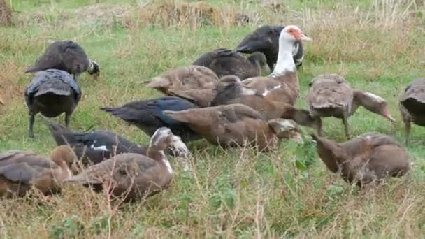 Les canards mangent du sol et paissent sur l'herbe. Un grand troupeau de canards domestiques paissent dans la cour d'une maison du village, avec des coqs et des poulets marchant en arrière-plan. Oiseau de ferme — Video