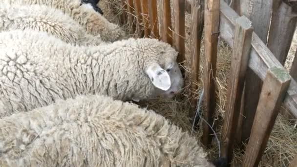 Pequeño rebaño de ovejas blancas intactas Comiendo heno de un comedero en una granja en el pueblo. Oveja divertida con bozales blancos y negros — Vídeo de stock