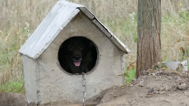 Chien de cour noir sur une chaîne à l'intérieur d'une vieille maison de chien en bois dans une cour rurale — Video