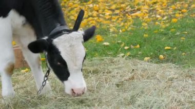 Genç siyah beyaz boğa, sonbahar otlağında çiftliğin kırsalında düşen güzel sarı yaprakların arka planında otluyor.