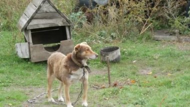 Kırsal alanda eski bir ahşap köpek kulübesinin arka planında kırmızı renkli bir bahçe köpeği.