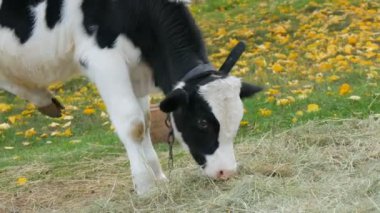 Genç siyah beyaz boğa, sonbahar otlağında çiftliğin kırsalında düşen güzel sarı yaprakların arka planında otluyor.