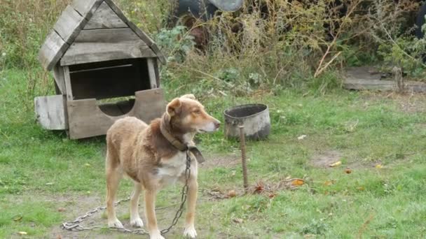 Дворовая собака красного цвета на цепи на фоне старой деревянной конуры в сельском дворе — стоковое видео