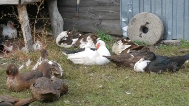 Ducks sitter bete på gården till ett hus i byn, mot bakgrund av en lada eller hage för natten. Jordbruksfågel — Stockvideo