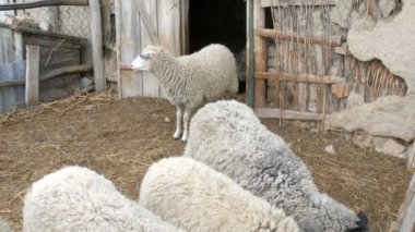 Köydeki bir çiftlikteki bir besleyiciden saman yiyen küçük beyaz koyun sürüsü. Siyah beyaz ağızlık takan komik koyunlar.