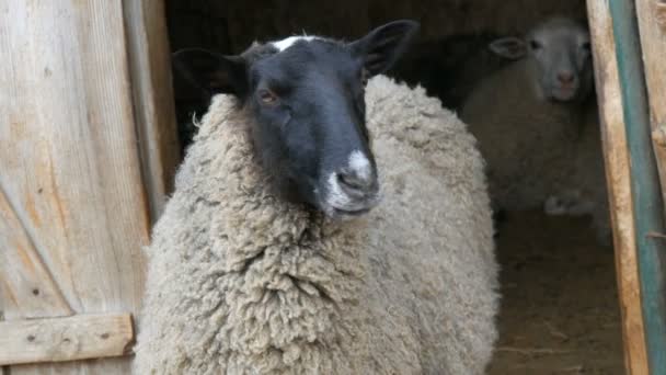 Prachtige ongewone hoornloze lam met een zwarte muilkorf in een vee paddock op een boerderij in een dorp — Stockvideo