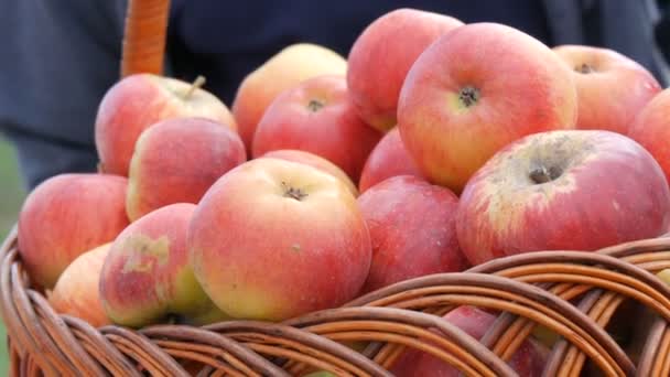 Cesta con hermosas manzanas rojas frescas en la feria de otoño — Vídeos de Stock