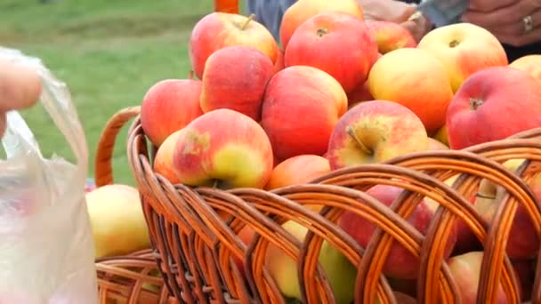 Cesta con hermosas manzanas rojas frescas en la feria de otoño. La gente compra manzanas en el mercado, las manos de los hombres están contando dinero — Vídeo de stock