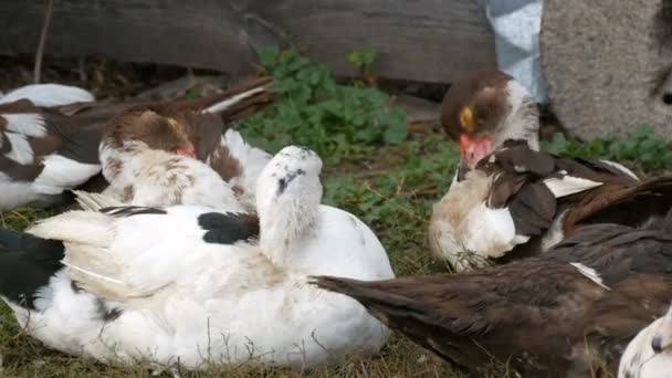 Les canards paissent dans la cour d'une maison du village, sur fond de grange ou de enclos pour la nuit. Oiseau de ferme — Video