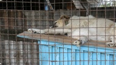 Kuşhanede zincirlenmiş büyük beyaz bir köpek kulübesinde yatıyor. Tasmalı köpek parmaklıklar ardında uyur.
