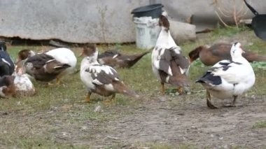 Ördekler köydeki bir evin avlusunda bir gece için bir ahırın veya otlağın arka planında otlarlar. Çiftlik kuşu