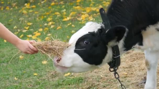 Mão de uma adolescente menina segura um feixe de feno para alimentar jovens bezerro de touro preto e branco pastando no prado do outono no campo na fazenda — Vídeo de Stock