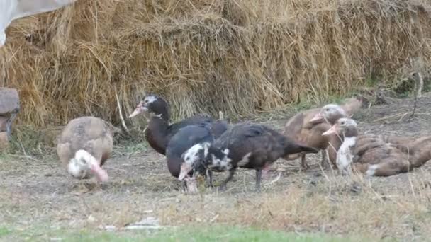 오리들은 건초를 땅 위에서 먹는다. 많은 수의 오리 떼 가마을 의한 집 뜰에서 풀을 뜯고 있고, 수탉과 병아리들이 뒤를 따라 걷고 있다. 농장의 새 — 비디오