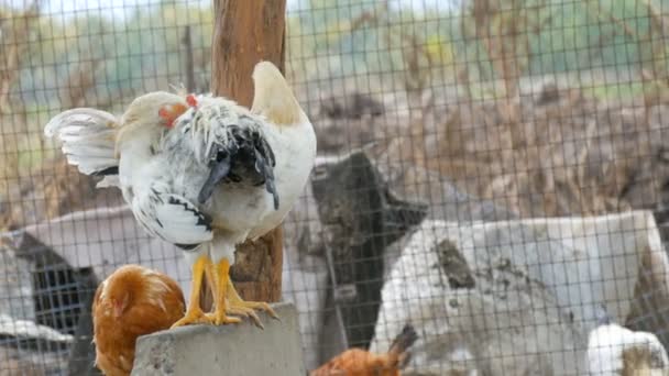 Jonge kippen of hanen in een speciaal hok op het platteland — Stockvideo
