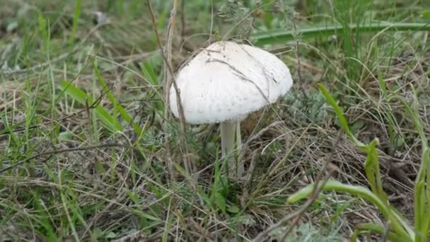 Taburete de sapo pálido Amanita phalloides o en otoño en hierba verde, vista de cerca — Vídeo de stock