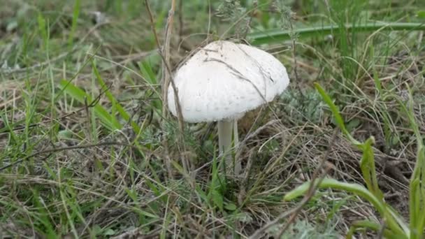 Taburete de sapo pálido Amanita phalloides o en otoño en hierba verde, vista de cerca — Vídeos de Stock