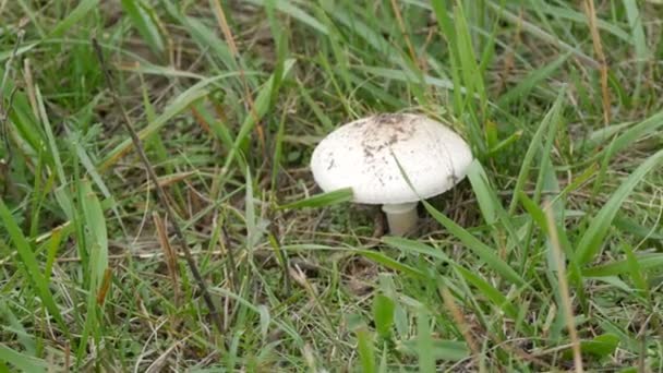 Toadstool pálido Amanita phalloides ou no outono em grama verde, vista de perto — Vídeo de Stock