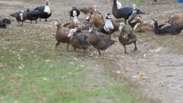 A large flock of domestic ducks grazes in the courtyard of a house in the village, with roosters and chickens walking in the background. Farm bird — Stock Video