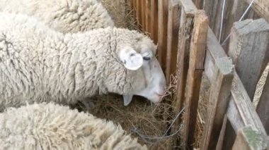 Köydeki bir çiftlikteki bir besleyiciden saman yiyen küçük beyaz koyun sürüsü. Siyah beyaz ağızlık takan komik koyunlar.