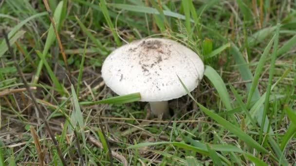 Taburete de sapo pálido Amanita phalloides o en otoño en hierba verde, vista de cerca — Vídeo de stock