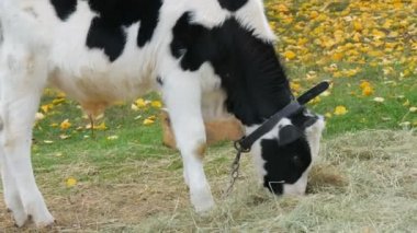 Genç siyah beyaz boğa, sonbahar otlağında çiftliğin kırsalında düşen güzel sarı yaprakların arka planında otluyor.