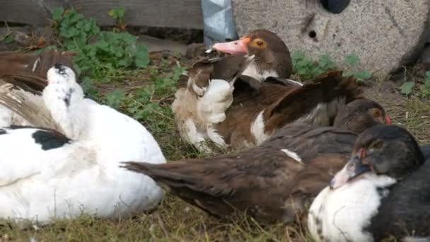 Patos se sientan pastos en el patio de una casa en el pueblo, sobre el fondo de un granero o paddock para la noche. Aves agrícolas — Vídeos de Stock