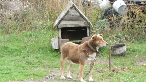 Un perro de corral de color rojo sobre una cadena sobre el fondo de una vieja perrera de madera en un patio rural — Vídeos de Stock