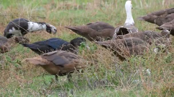 Eenden eten van de grond en grazen op het gras. Een grote kudde eenden graast op de binnenplaats van een huis in het dorp, met hanen en kippen op de achtergrond. Boerderij vogel — Stockvideo