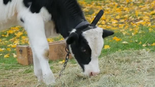 Ung svart och vit tjur kalv bete på hösten äng mot bakgrund av vackra fallna gula blad på landsbygden på gården — Stockvideo