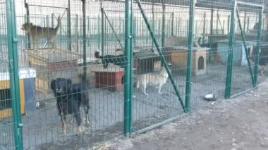 Hayvan barınağında istenmeyen ve evsiz köpekler havlıyor. Köpek barınağı. Demir kafeste başıboş köpekler. Fakir ve aç sokak köpekleri ve şehir köpekleri. Vahşi köpek hapiste..